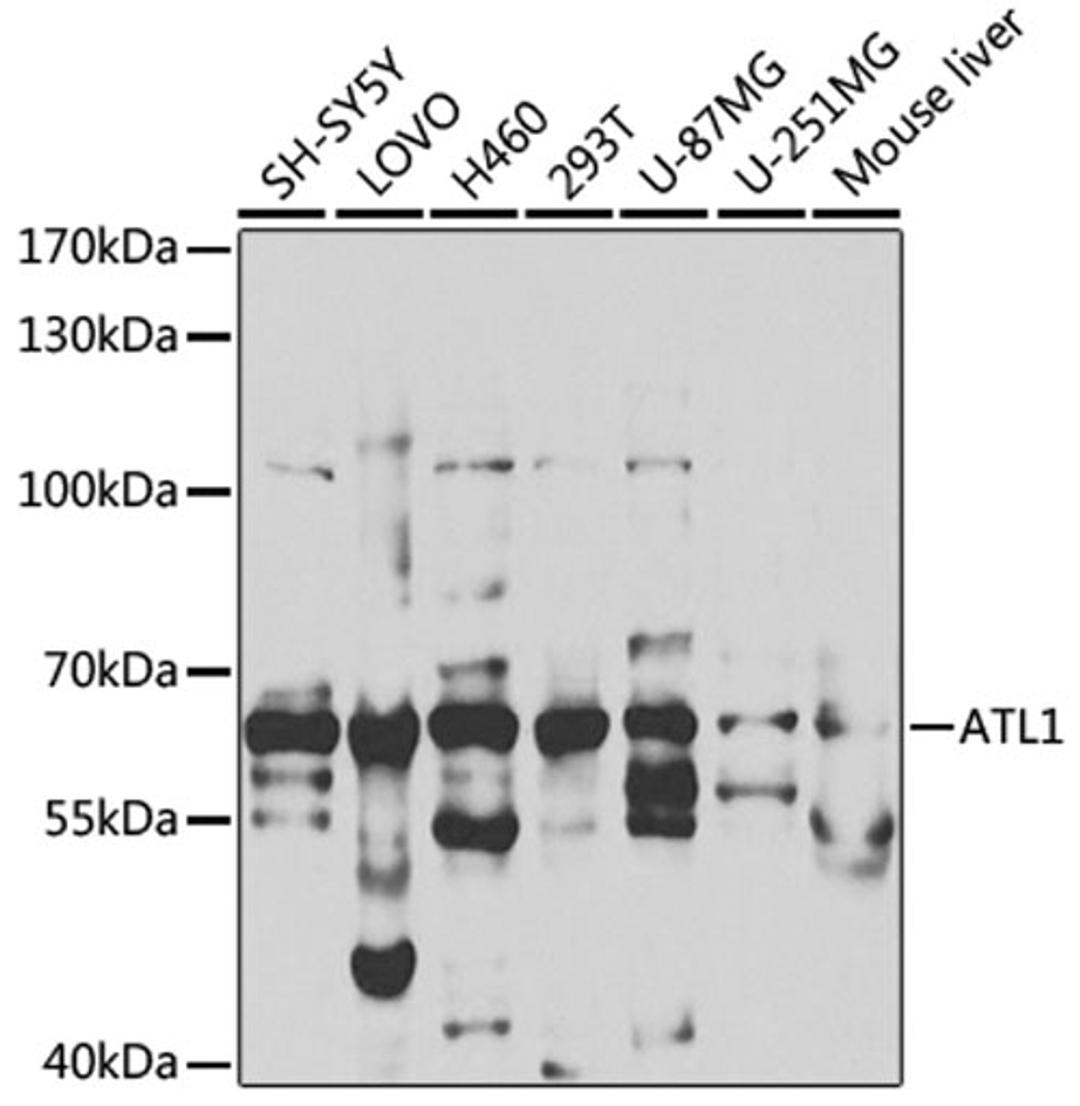 Western blot - ATL1 antibody (A5302)