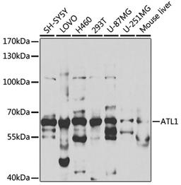 Western blot - ATL1 antibody (A5302)