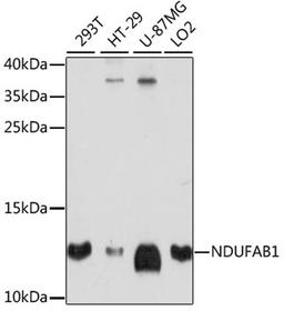 Western blot - NDUFAB1 antibody (A14657)