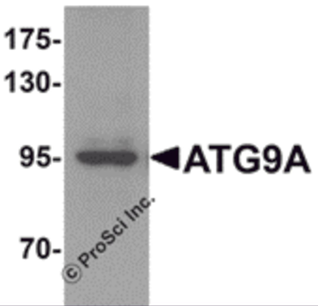 Western blot analysis of ATG9A in mouse heart tissue lysate with ATG9A antibody at 1 &#956;g/mL.