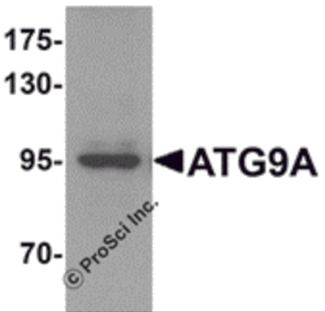 Western blot analysis of ATG9A in mouse heart tissue lysate with ATG9A antibody at 1 μg/mL.
