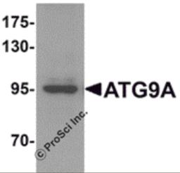 Western blot analysis of ATG9A in mouse heart tissue lysate with ATG9A antibody at 1 μg/mL.