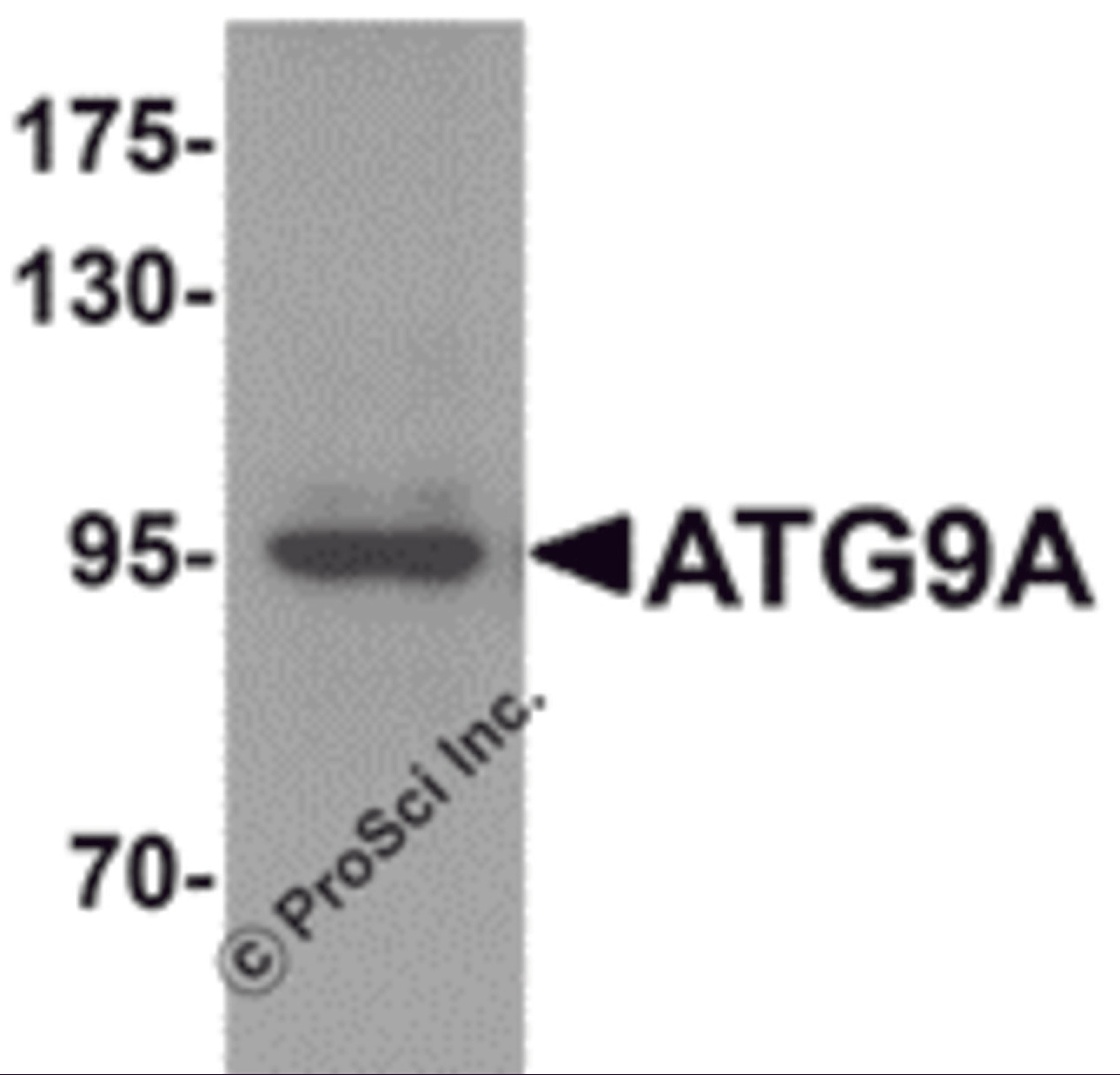 Western blot analysis of ATG9A in mouse heart tissue lysate with ATG9A antibody at 1 μg/mL.