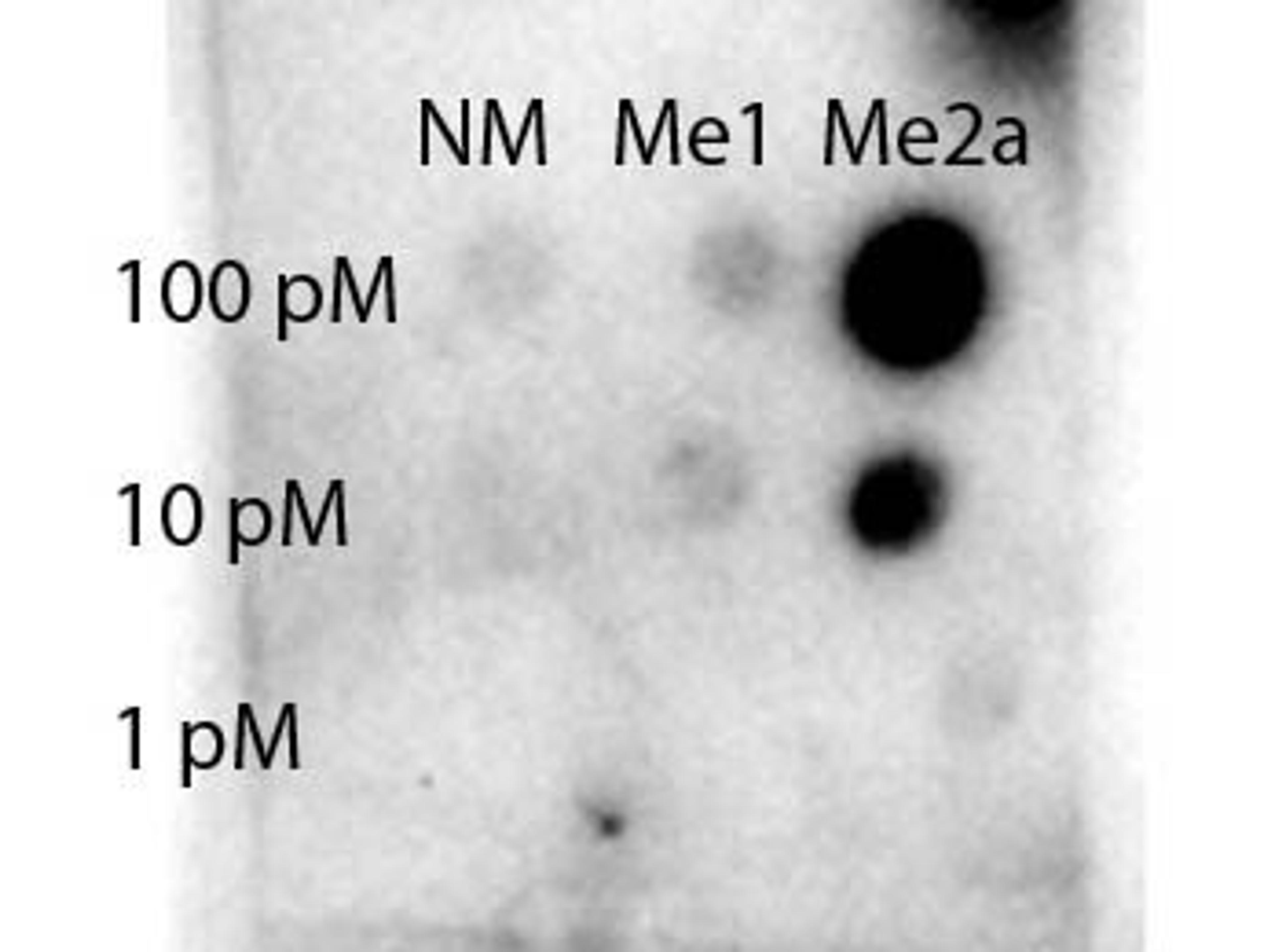 Dot Blot analysis of monomethylated and asymmetric dimethylated forms of the immunizing peptide using STAT1 R31-Me2a antibody