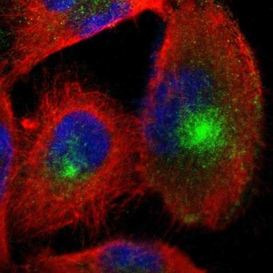 Immunocytochemistry/Immunofluorescence: Nectin-3/PVRL3 Antibody [NBP1-86553] - Analysis of human cell line U-251 MG shows positivity in microtubule organizing center. Antibody staining is shown in green.