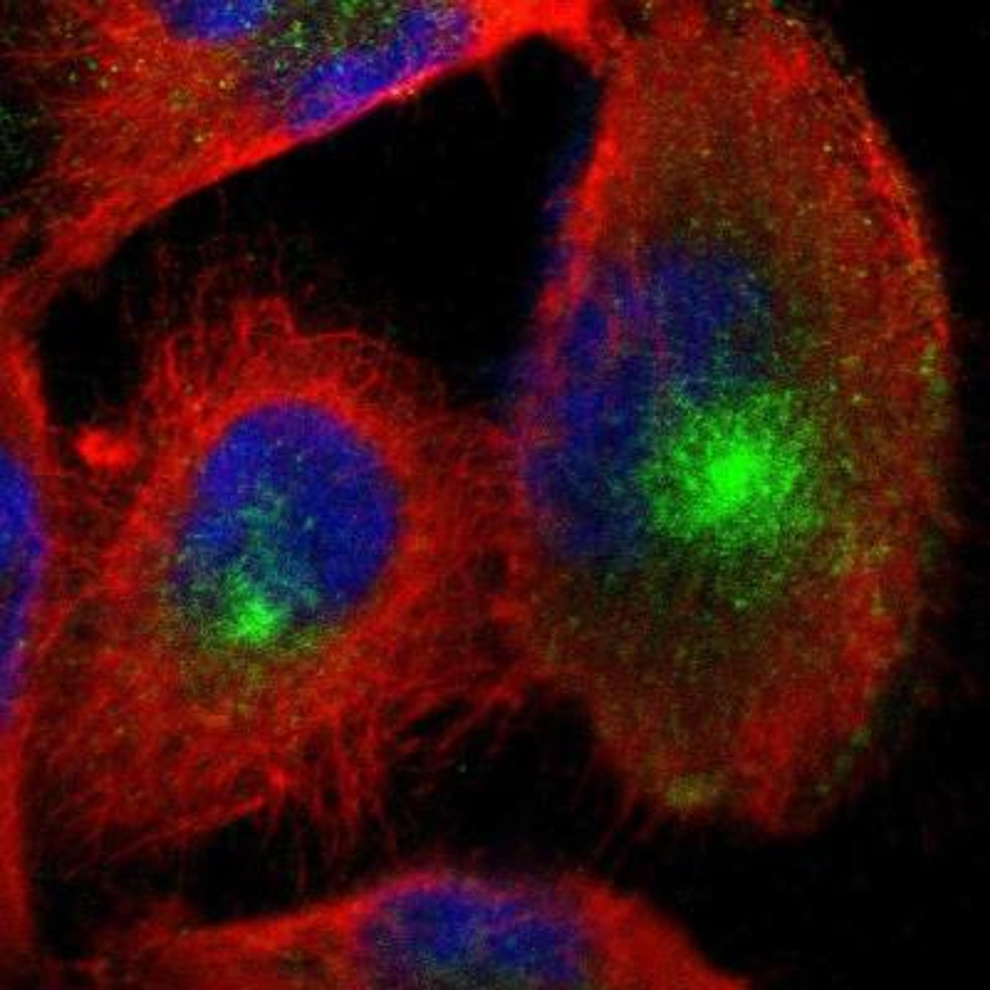 Immunocytochemistry/Immunofluorescence: Nectin-3/PVRL3 Antibody [NBP1-86553] - Analysis of human cell line U-251 MG shows positivity in microtubule organizing center. Antibody staining is shown in green.