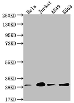 Western Blot. Positive WB detected in: Hela whole cell lysate, Jurkat whole cell lysate, A549 whole cell lysate, K562 whole cell lysate. All lanes: YWHAG antibody at 1:2000. Secondary. Goat polyclonal to rabbit IgG at 1/50000 dilution. Predicted band size: 29 kDa. Observed band size: 29 kDa. 