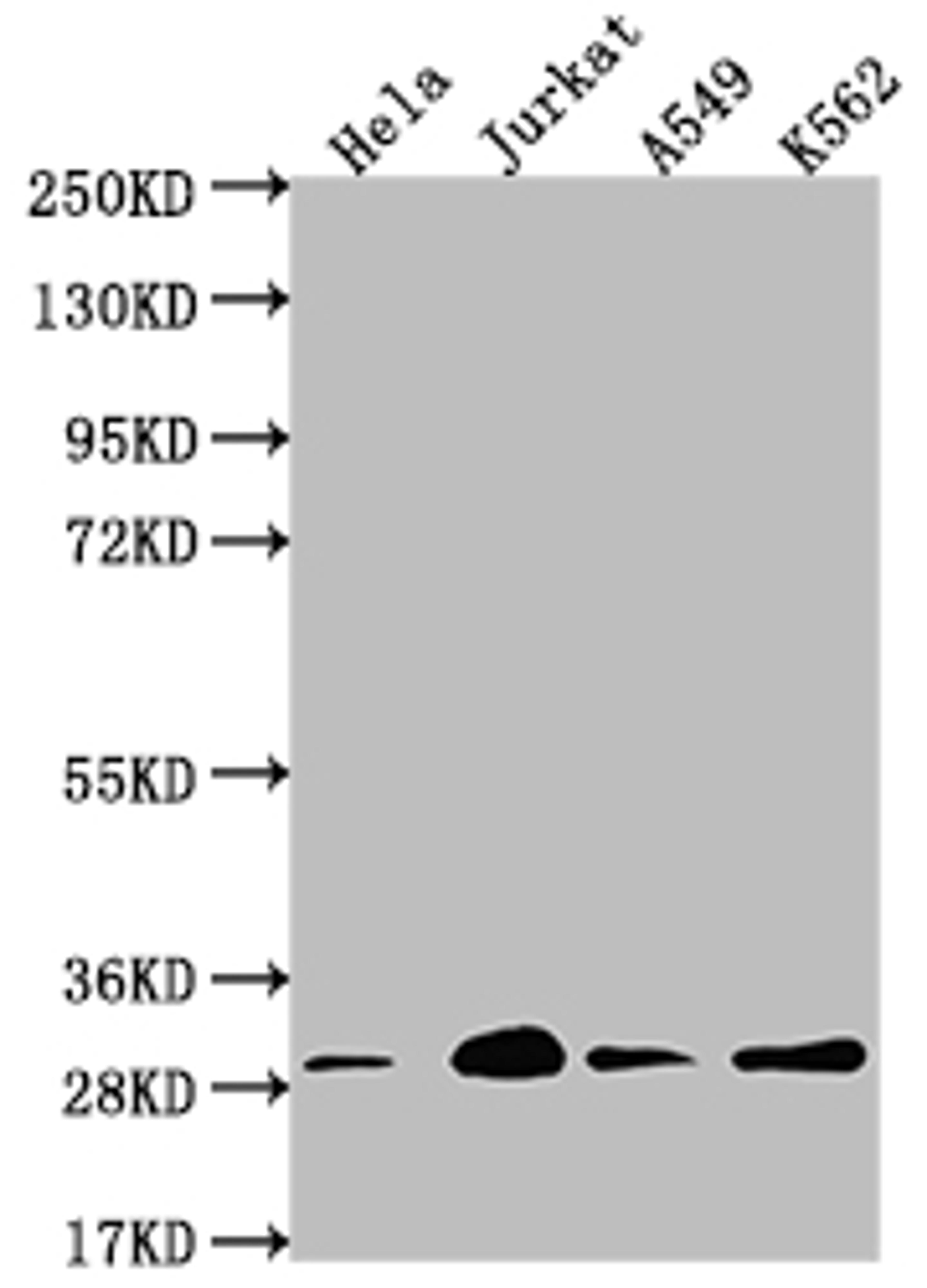 Western Blot. Positive WB detected in: Hela whole cell lysate, Jurkat whole cell lysate, A549 whole cell lysate, K562 whole cell lysate. All lanes: YWHAG antibody at 1:2000. Secondary. Goat polyclonal to rabbit IgG at 1/50000 dilution. Predicted band size: 29 kDa. Observed band size: 29 kDa. 
