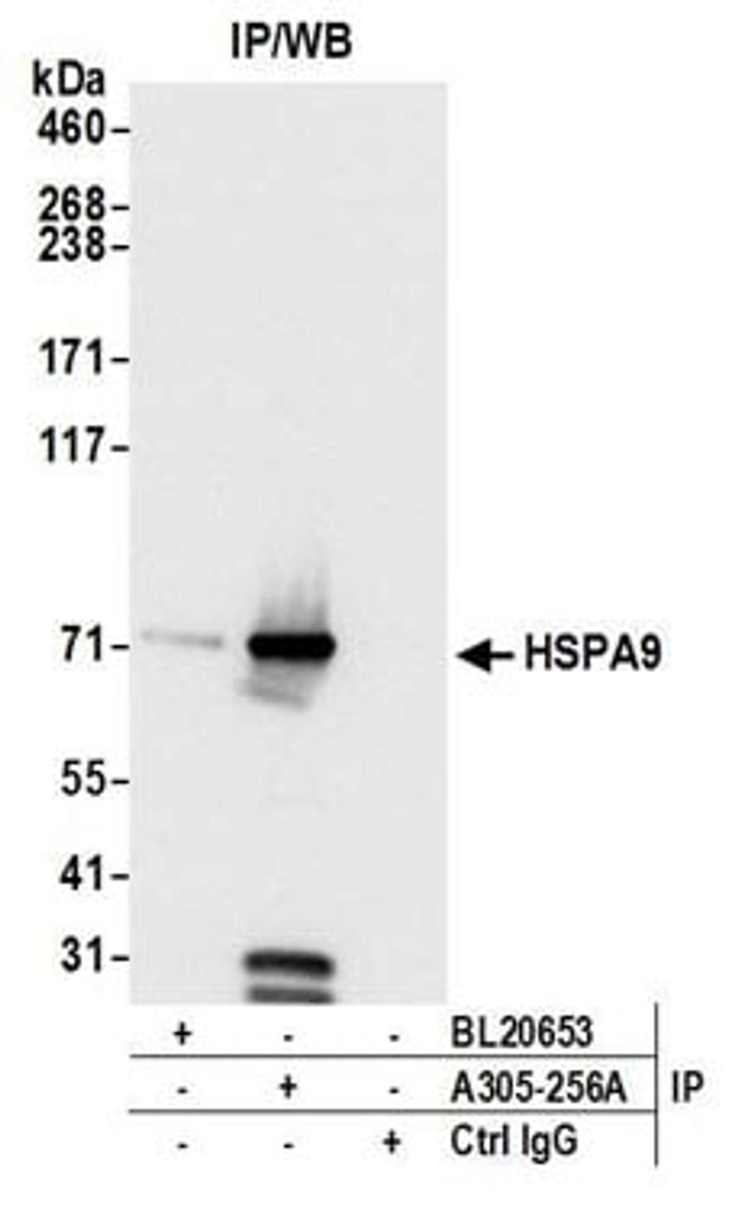 Detection of human HSPA9 by western blot of immunoprecipitates.