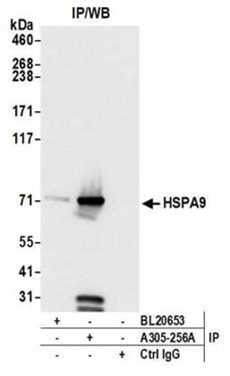 Detection of human HSPA9 by western blot of immunoprecipitates.