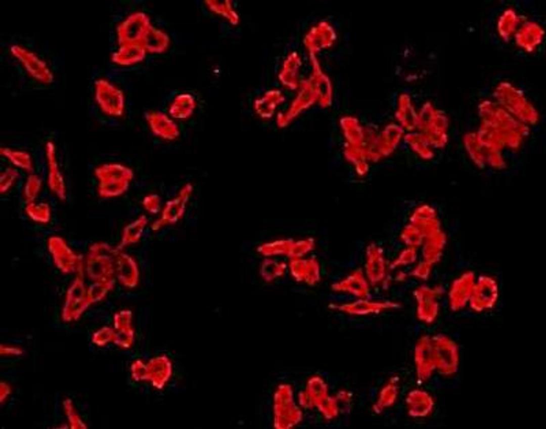 Immunofluorescent staining of HepG2 (red) Cells using Cathepsin B antibody