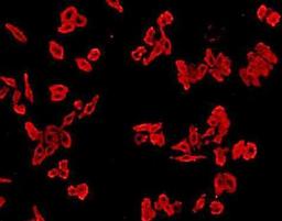 Immunofluorescent staining of HepG2 (red) Cells using Cathepsin B antibody