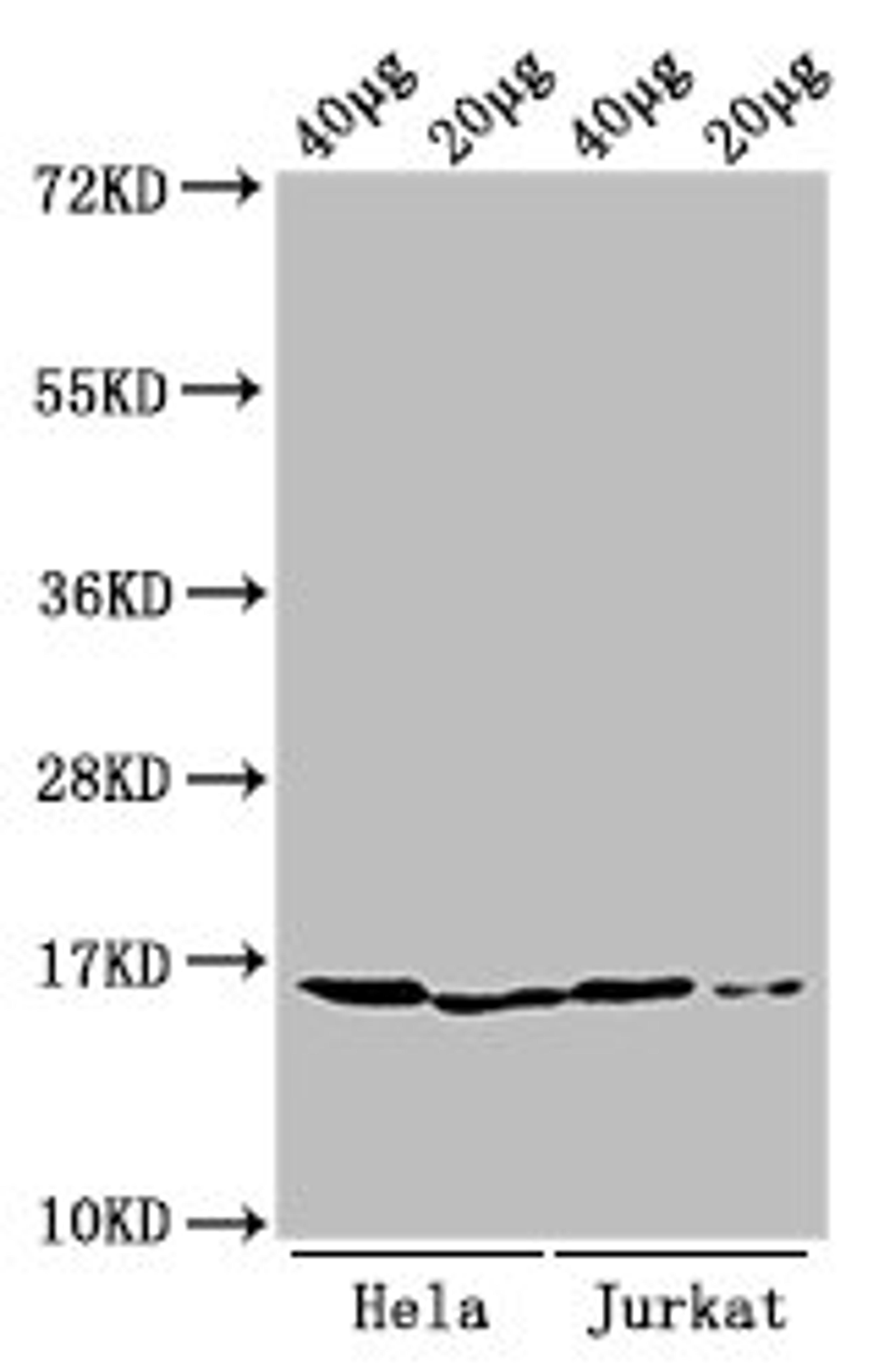Western Blot. Positive WB detected in: Hela cell acid extracts, Jurkat cell acid extracts. All lanes: HIST1H3A antibody at 0.25µg/ml. Secondary. Goat polyclonal to rabbit IgG at 1/50000 dilution. Predicted band size: 16 kDa. Observed band size: 16 kDa