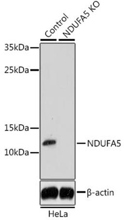 Western blot - NDUFA5 antibody (A14751)