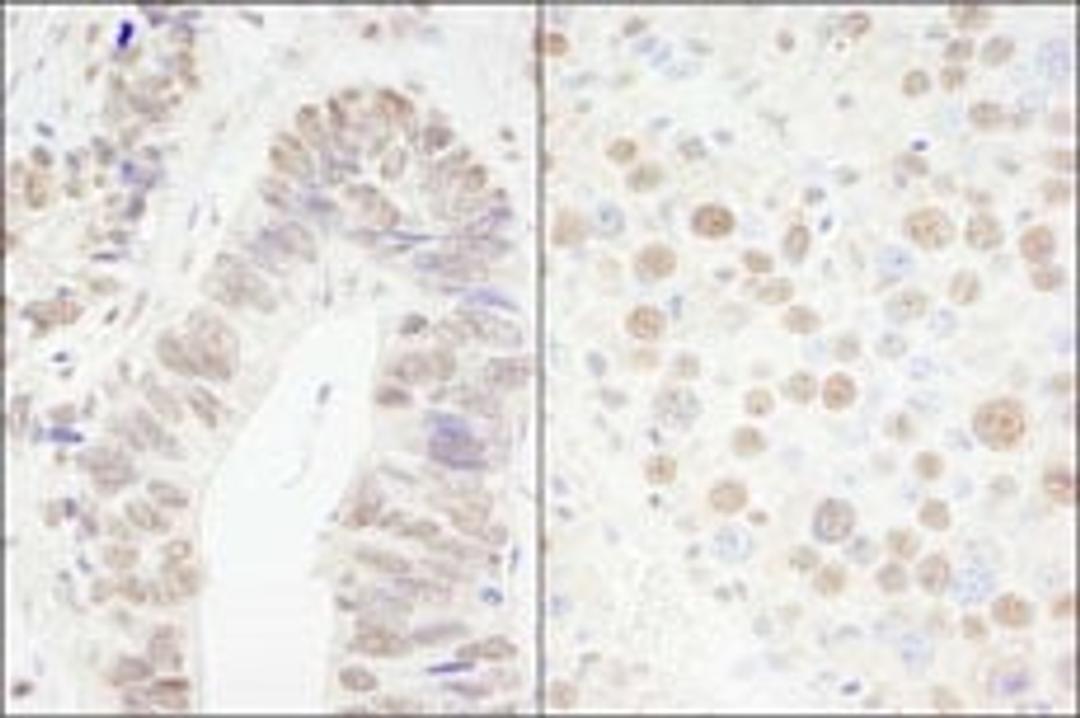 Detection of human and mouse CPSF68 by immunohistochemistry.