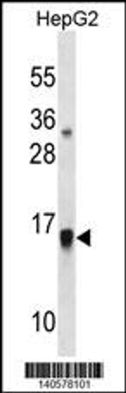 Western blot analysis in HepG2 cell line lysates (35ug/lane).