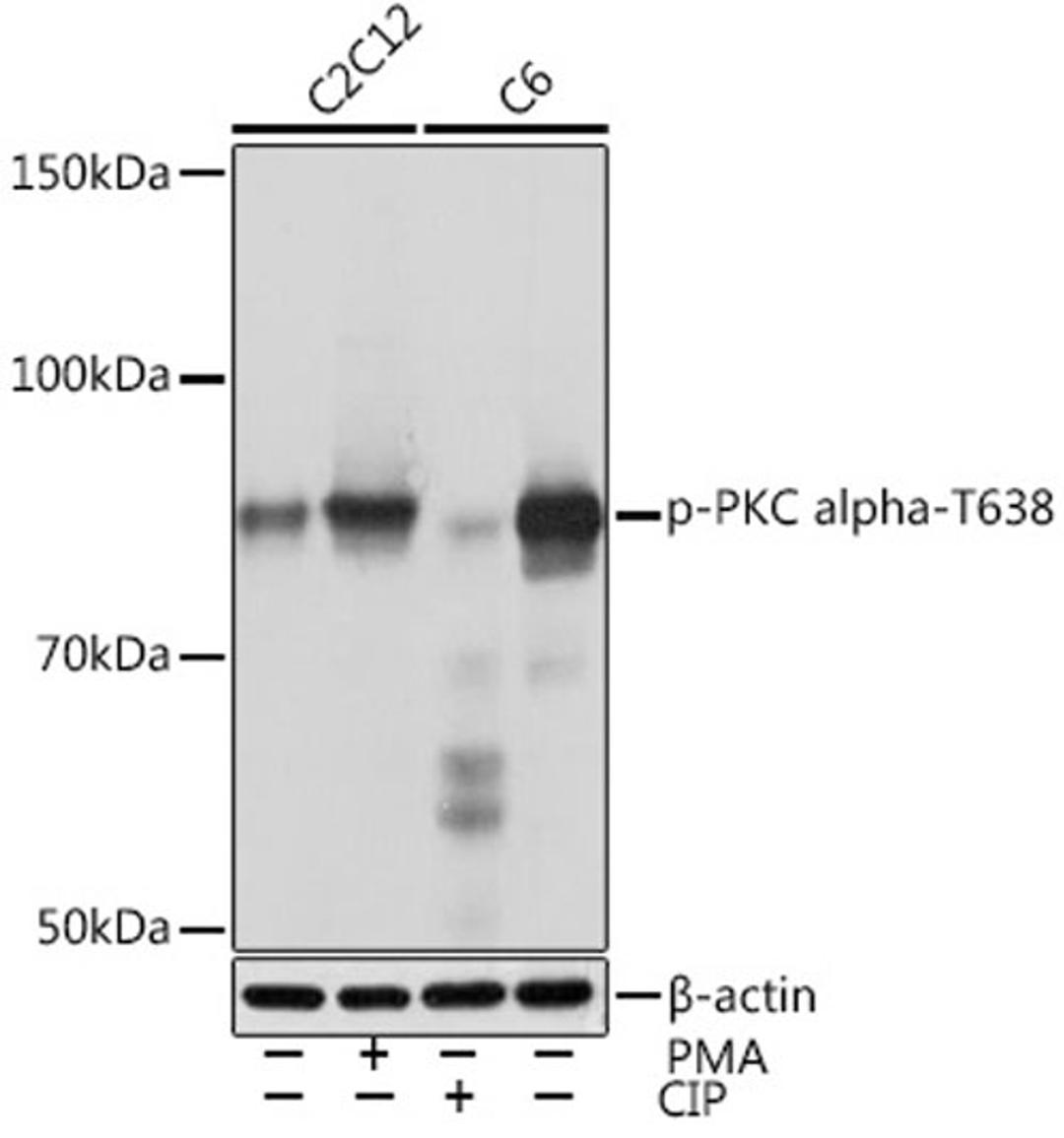 Western blot - Phospho-PKC alpha-T638 Rabbit mAb (AP1045)