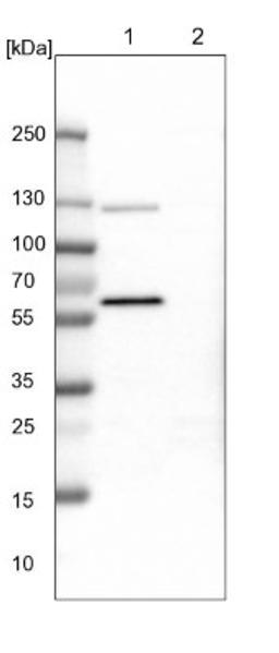 Western Blot: ODR4/TTG1 Antibody [NBP1-82177] - Lane 1: NIH-3T3 cell lysate (Mouse embryonic fibroblast cells)<br/>Lane 2: NBT-II cell lysate (Rat Wistar bladder tumour cells)