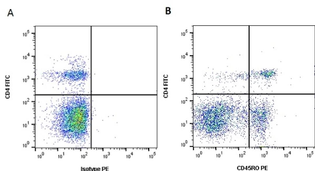 Figure A. Mouse anti Bovine CD4. Figure B. Mouse anti Bovine CD4 and Mouse anti Bovine CD45RO