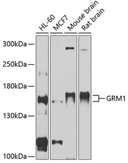 Western blot - GRM1 antibody (A11462)