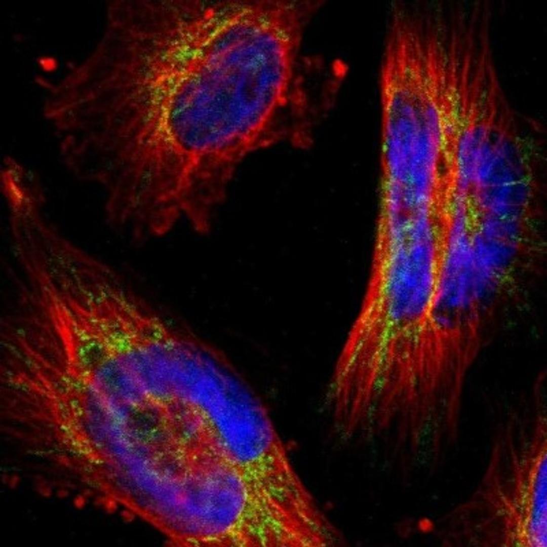 Immunocytochemistry/Immunofluorescence: PPFIBP2 Antibody [NBP1-86575] - Immunofluorescent staining of human cell line U-251MG shows positivity in mitochondria.