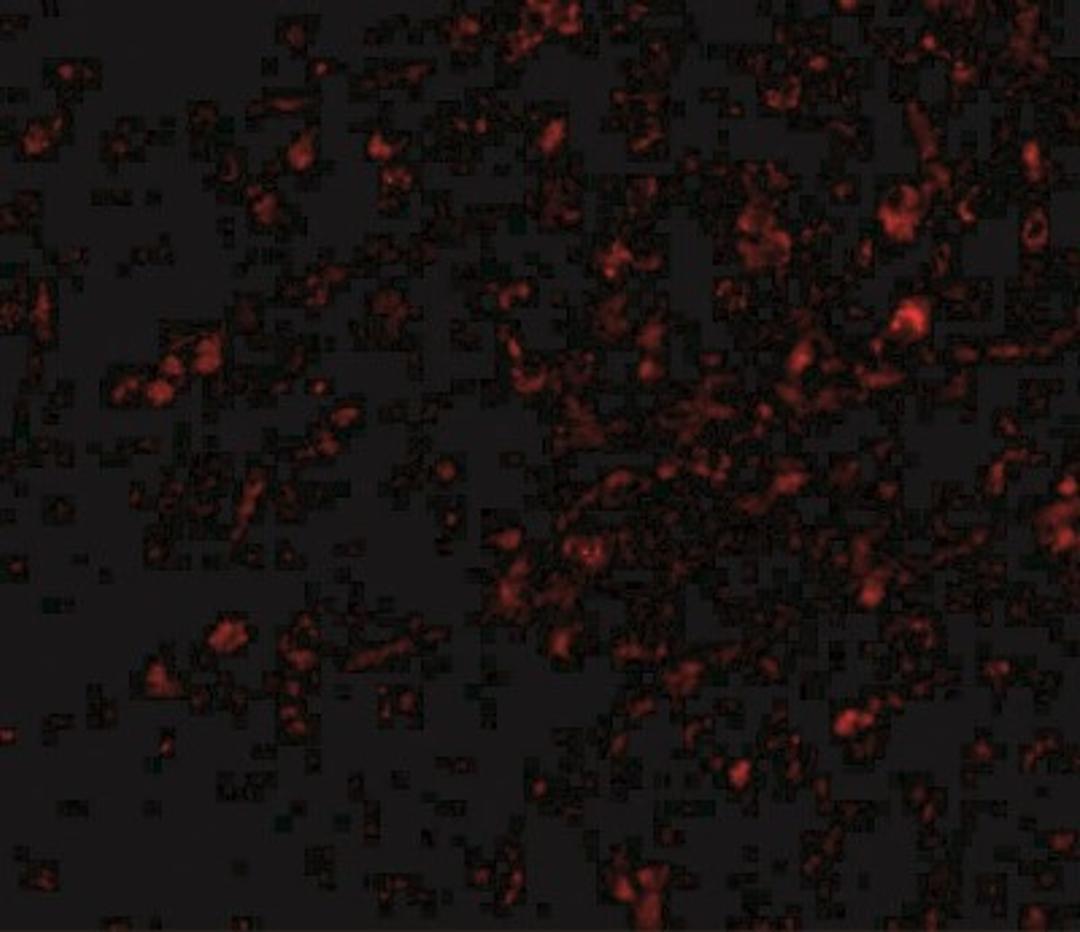 Immunofluorescence: NIPSNAP1 Antibody [NBP1-76888] - Human brain tissue with nipsnap antibody at 20 ug/mL.