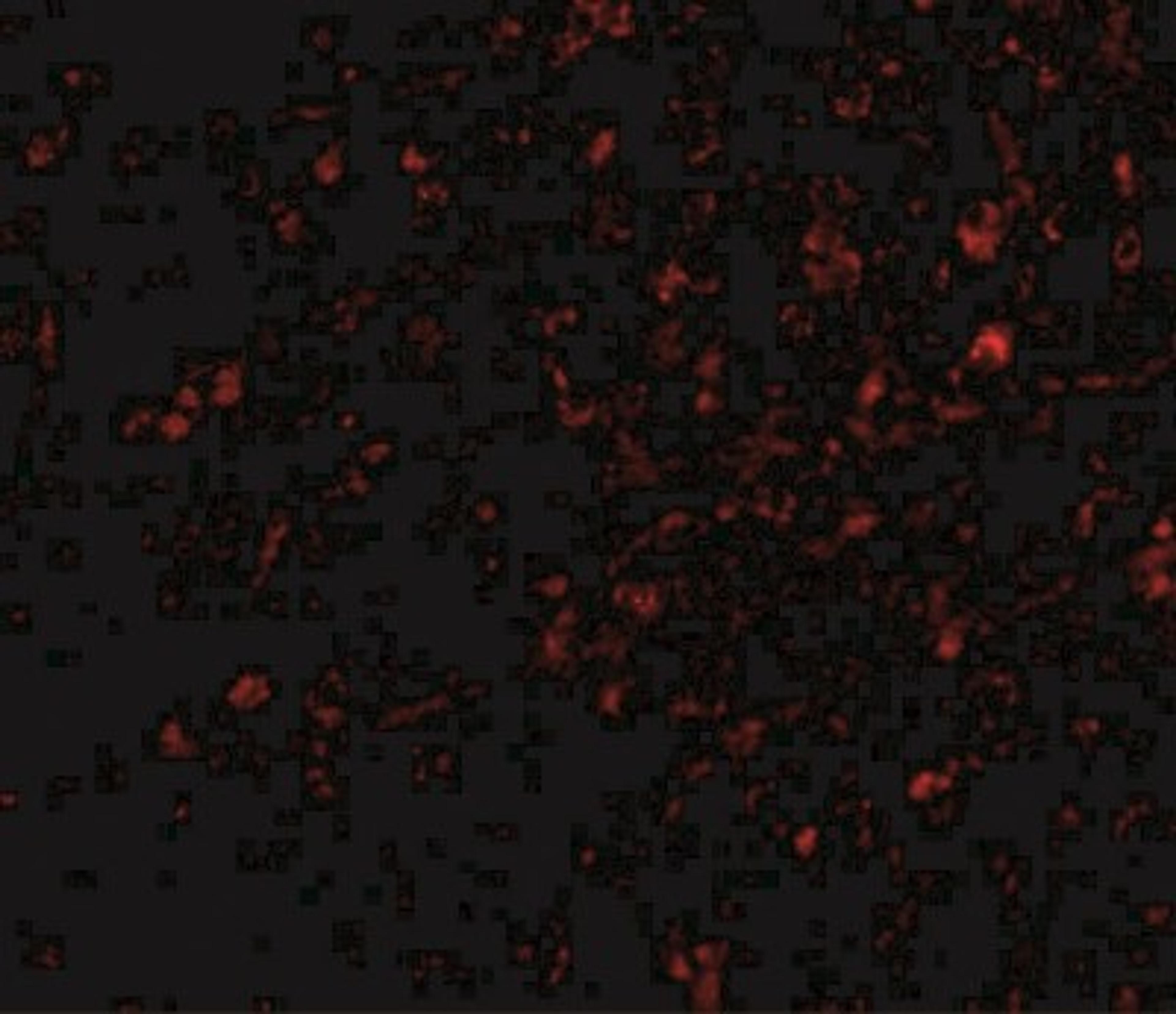 Immunofluorescence: NIPSNAP1 Antibody [NBP1-76888] - Human brain tissue with nipsnap antibody at 20 ug/mL.