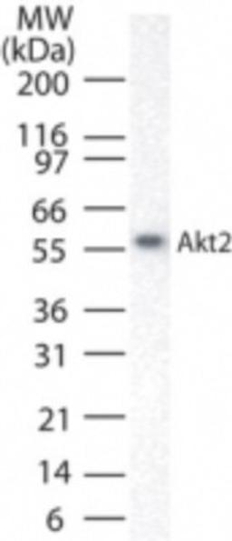 Western Blot: AKT2/3 Antibody [NB100-56362] - analysis of AKT2/3 using this antibody.