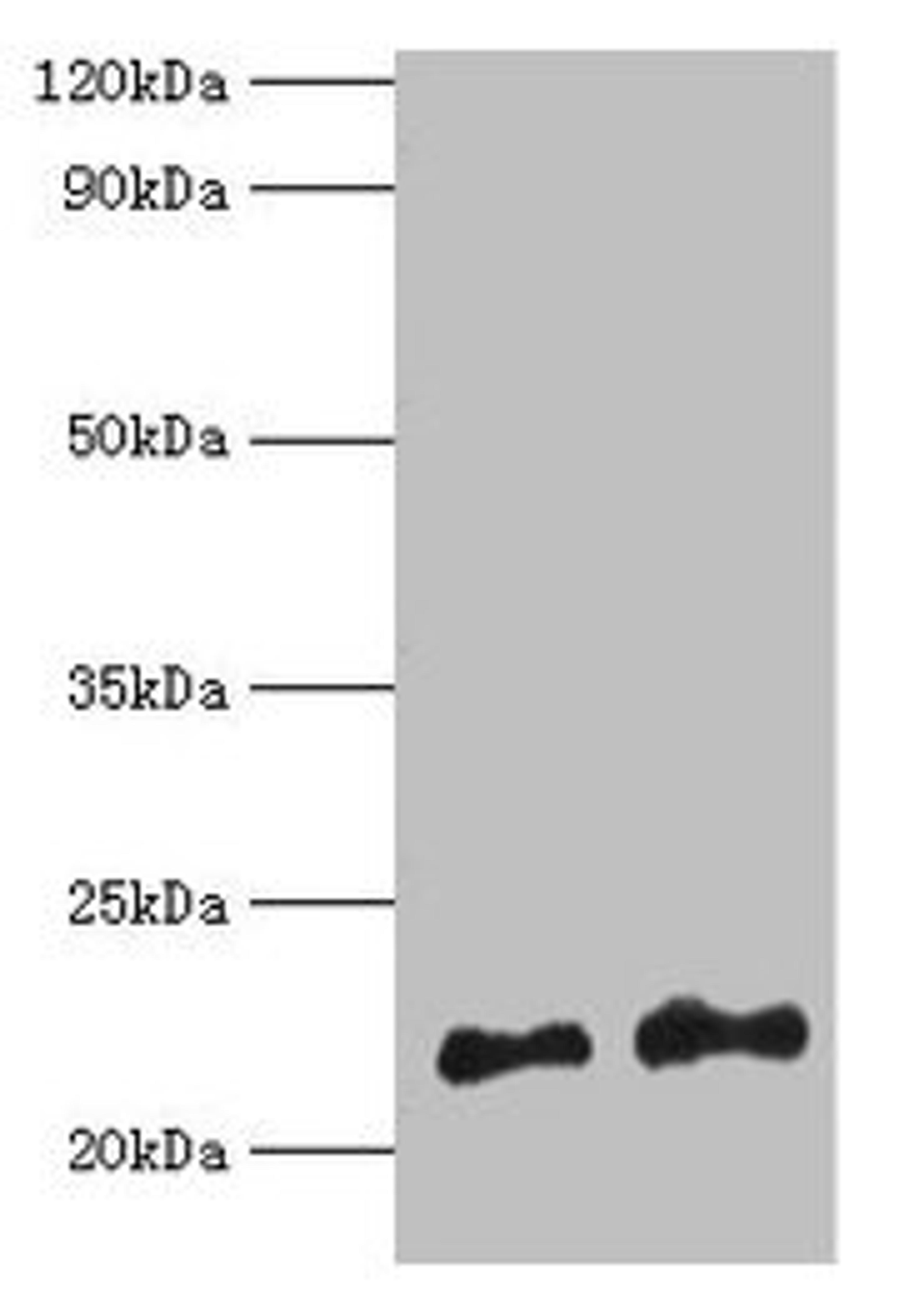 Western blot. All lanes: Hras antibody at 2µg/ml. Lane 1: 293T whole cell lysate. Lane 2: Mouse brain tissue. Secondary. Goat polyclonal to rabbit IgG at 1/10000 dilution. Predicted band size: 22 kDa. Observed band size: 22 kDa