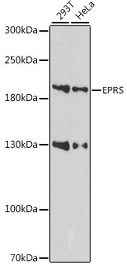 Western blot - EPRS antibody (A15245)