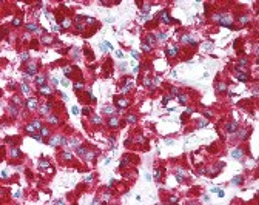 Immunohistochemistry staining of EIF2S1 in adrenal tissue using EIF2S1 Antibody.