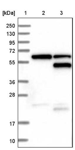 Western Blot: Mohawk homeobox Antibody [NBP1-89912] - Lane 1: Marker [kDa] 250, 130, 95, 72, 55, 36, 28, 17, 10<br/>Lane 2: Negative control (vector only transfected HEK293T lysate)<br/>Lane 3: Over-expression lysate (Co-expressed with a C-terminal myc-DDK tag (~3.1 kDa) in mammalian HEK293T cells, LY406487)