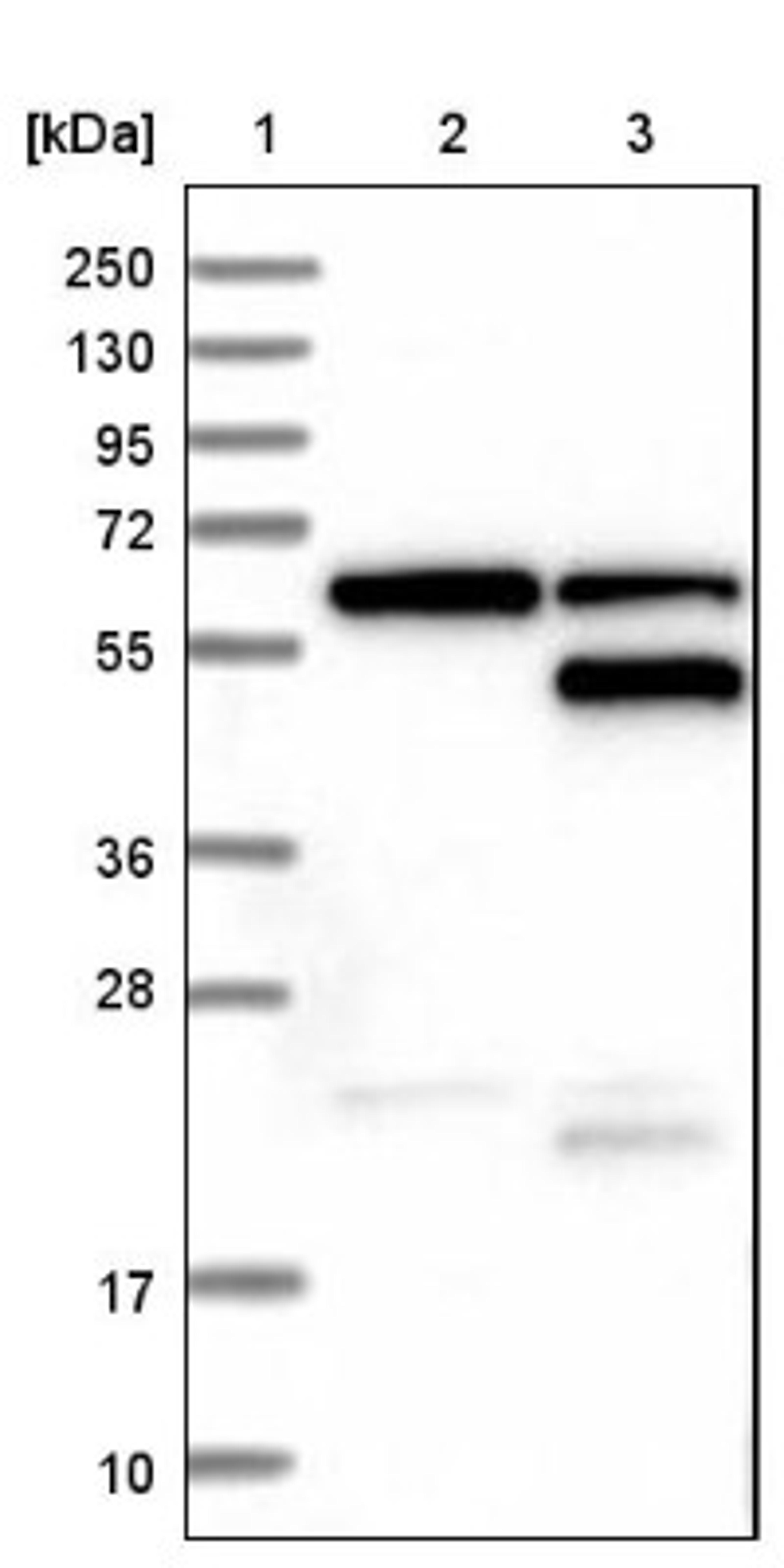 Western Blot: Mohawk homeobox Antibody [NBP1-89912] - Lane 1: Marker [kDa] 250, 130, 95, 72, 55, 36, 28, 17, 10<br/>Lane 2: Negative control (vector only transfected HEK293T lysate)<br/>Lane 3: Over-expression lysate (Co-expressed with a C-terminal myc-DDK tag (~3.1 kDa) in mammalian HEK293T cells, LY406487)