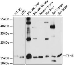 Western blot - TSHB antibody (A14523)