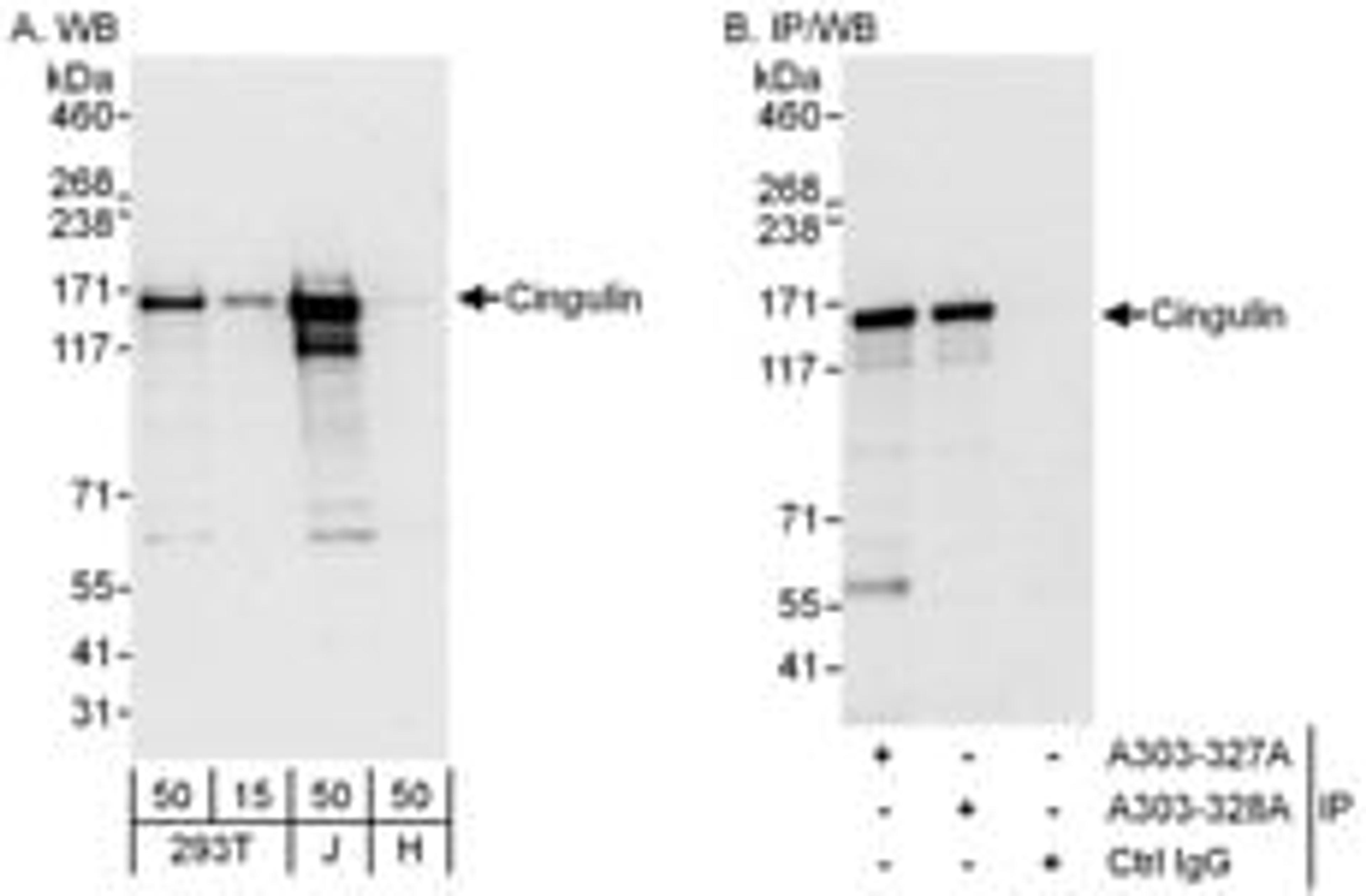 Detection of human Cingulin by western blot and immunoprecipitation.