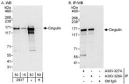 Detection of human Cingulin by western blot and immunoprecipitation.