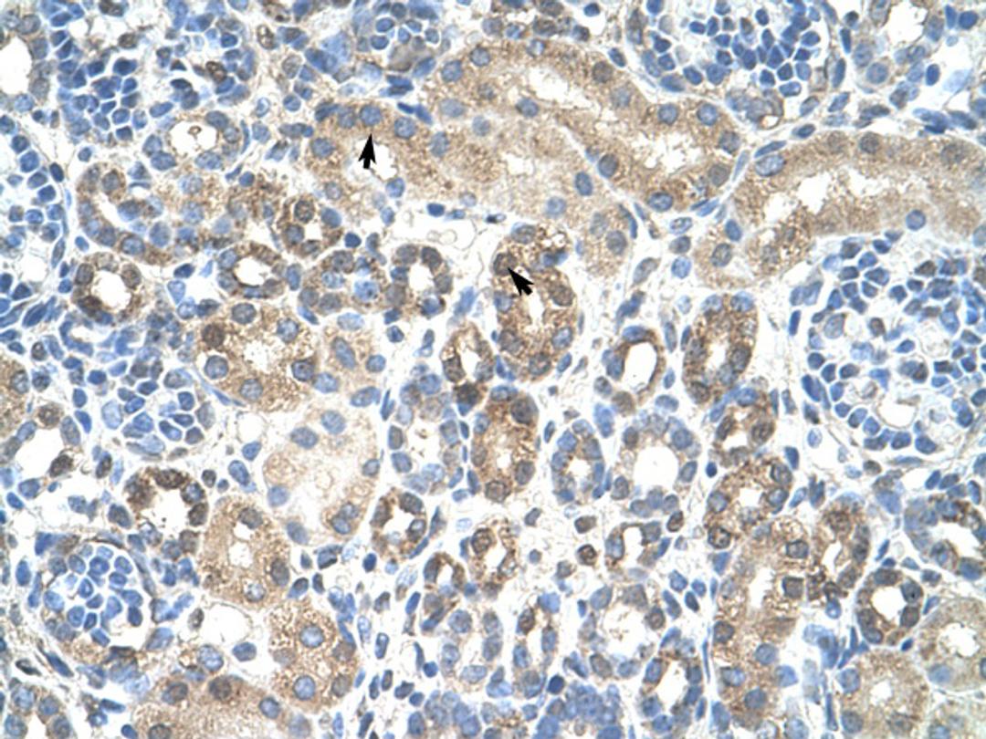 Antibody used in IHC on Human kidney.