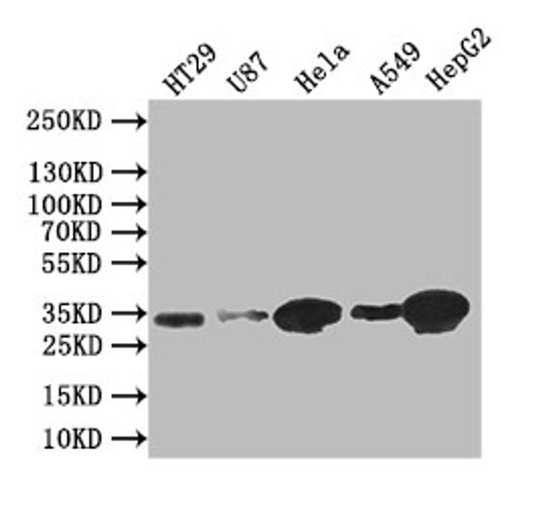 Western Blot. Positive WB detected in: HT29 whole cell lysate, U87 whole cell lysate,Hela whole cell lysate,A549 whole cell lysate,HEPG2 whole cell lysate. All lanes: Syntenin antibody at 1:1000. Secondary. Goat polyclonal to rabbit IgG at 1/50000 dilution. Predicted band size: 32 kDa. Observed band size: 32 kDa. 