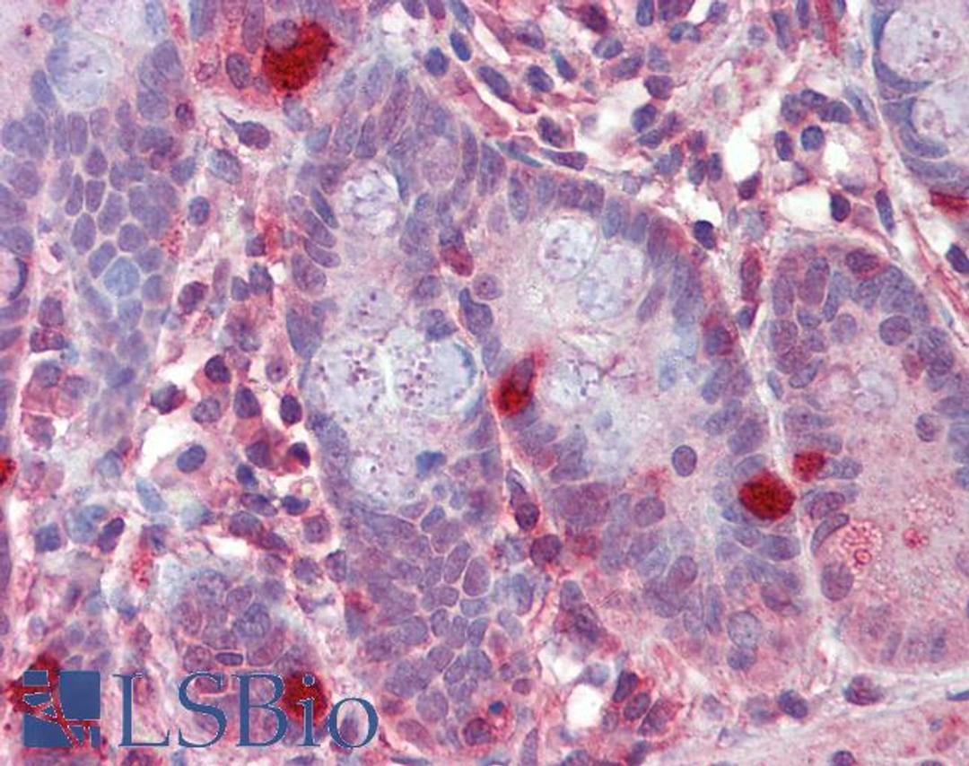 46-287 (2.5ug/ml) staining of paraffin embedded Human Small Intestine. Steamed antigen retrieval with citrate buffer pH 6, AP-staining.