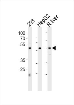 Western blot analysis in 293,HepG2 cell line and rat liver tissue lysates (35ug/lane).