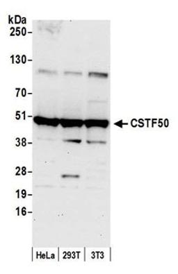 Detection of human and mouse CSTF50 by western blot.