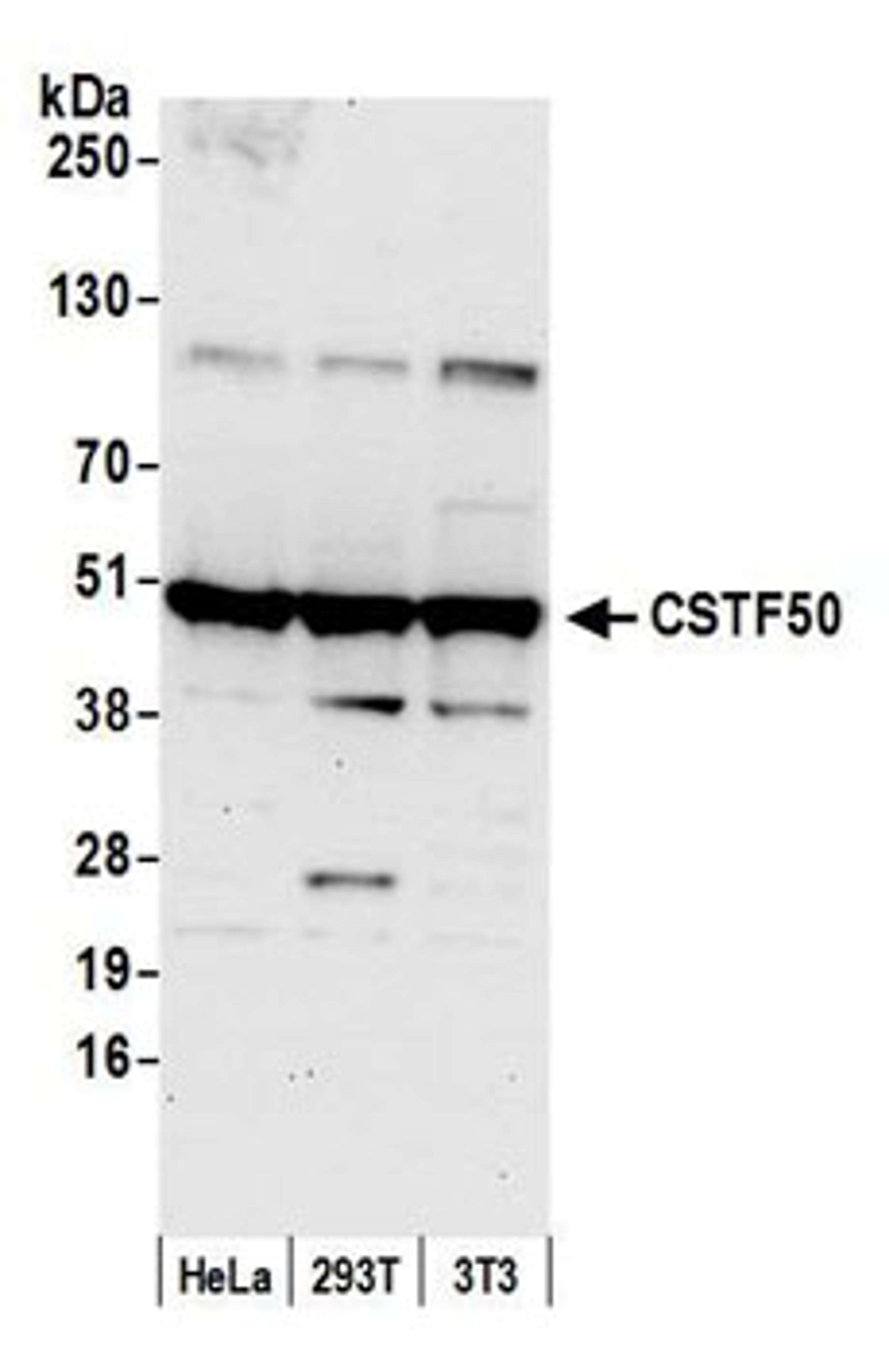 Detection of human and mouse CSTF50 by western blot.