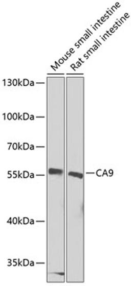 Western blot - CA9 Antibody (A13682)