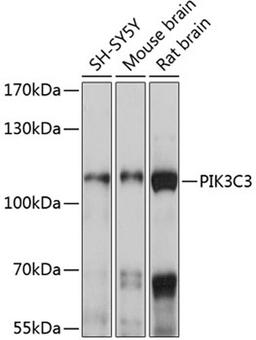 Western blot - PIK3C3 antibody (A12483)