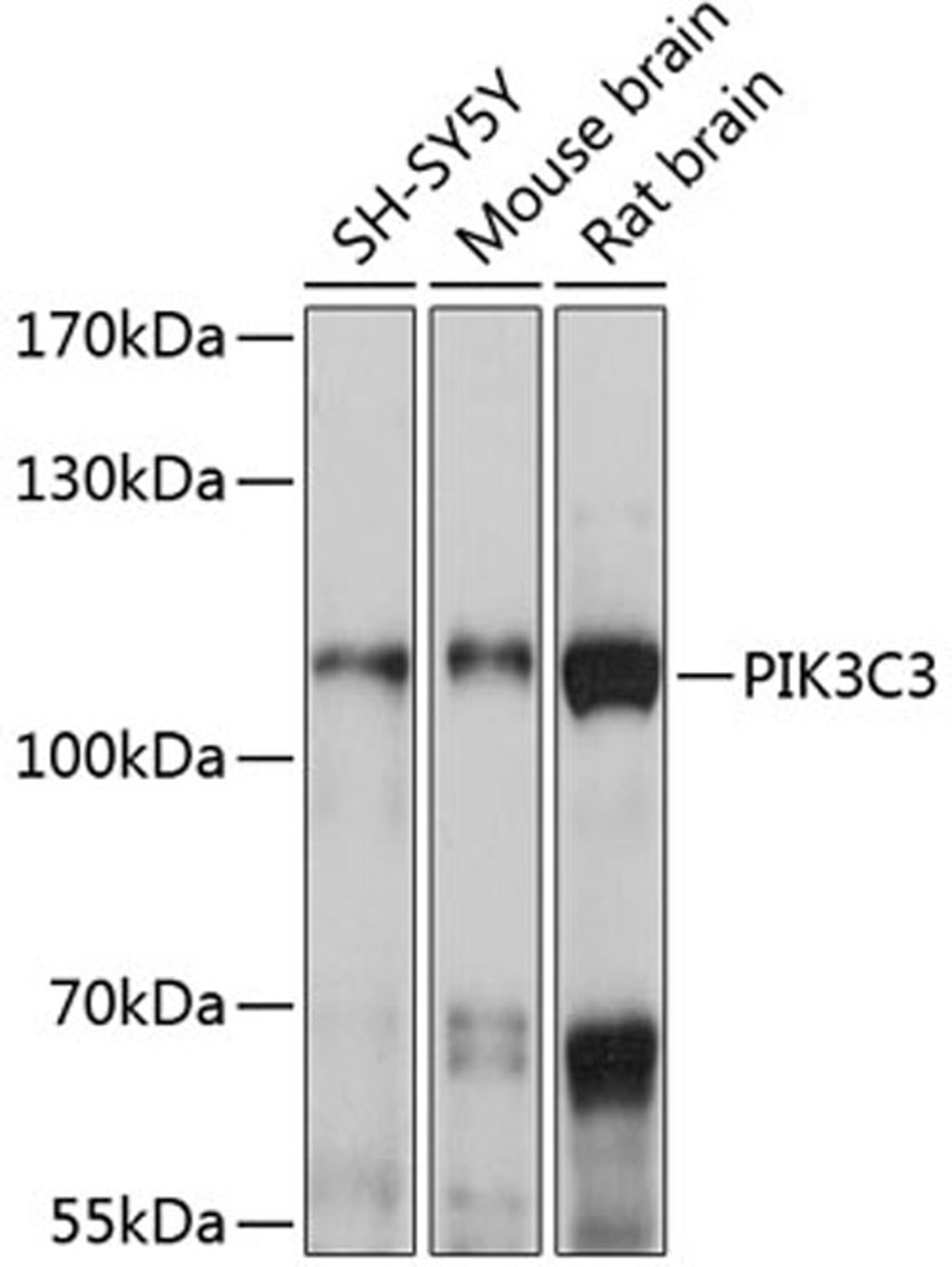 Western blot - PIK3C3 antibody (A12483)