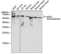 Western blot - MGLL antibody (A6654)