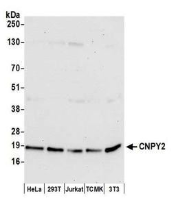 Detection of human and mouse CNPY2 by WB.