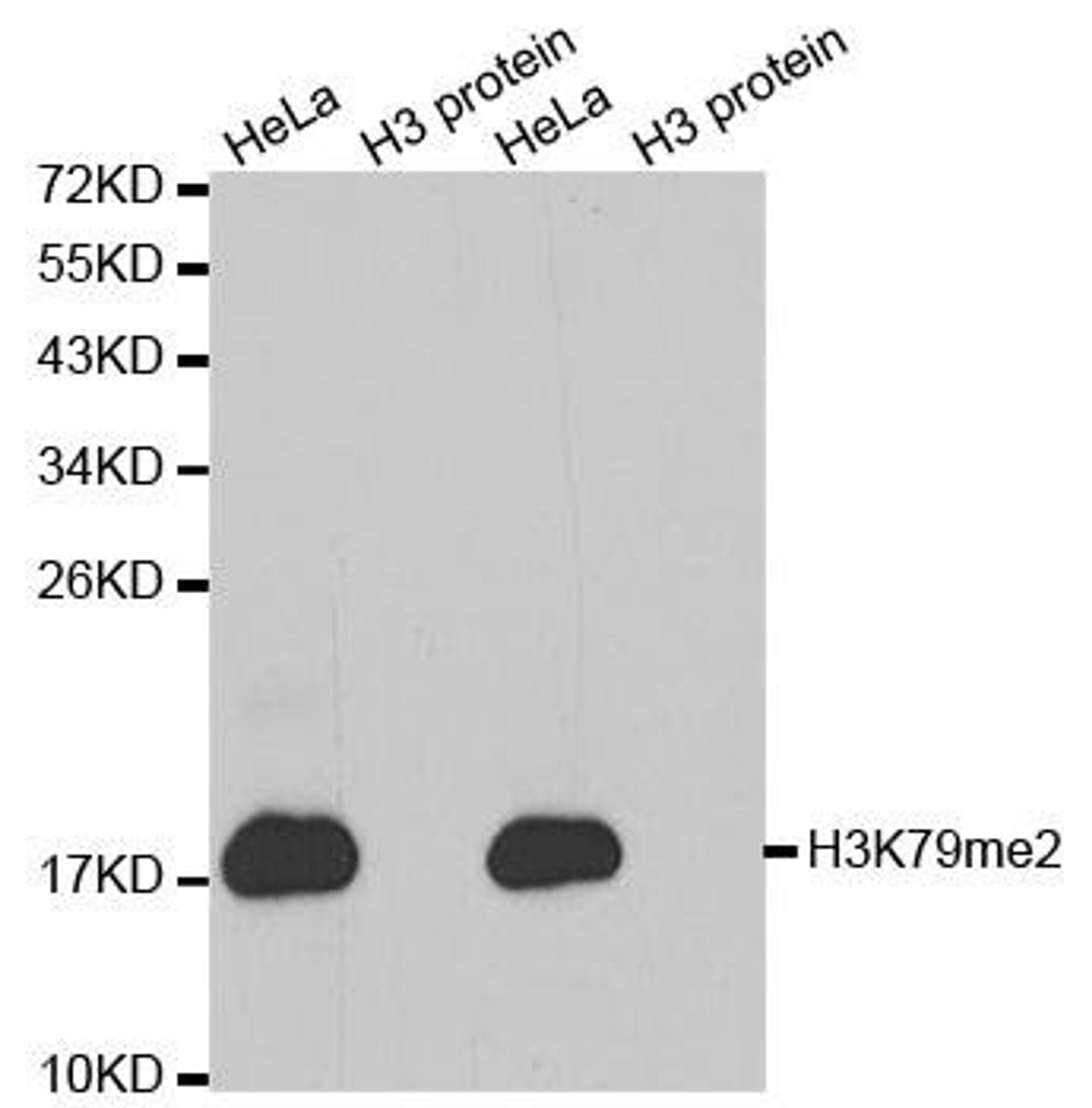 Western blot analysis of extracts of HeLa cell line and H3 protein expressed in E.coli using HIST3H3 antibody