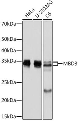 Western blot - MBD3 Rabbit mAb (A8905)