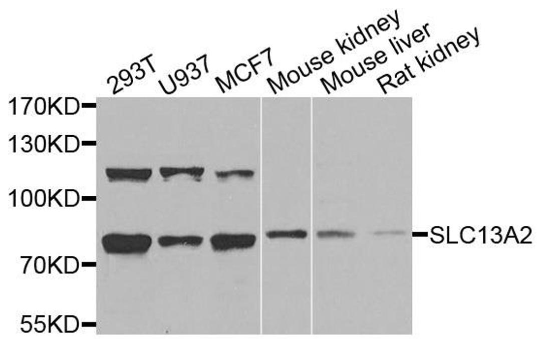 Western blot analysis of extracts of various cells using SLC13A2 antibody